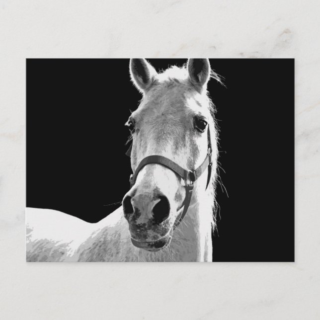 Postal BW Horse (Anverso)