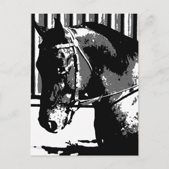 Postal BW Stallion Horse (Anverso)