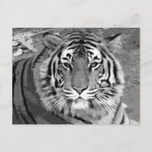 Postal BW Tiger