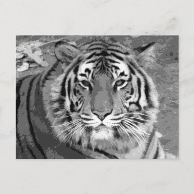 Postal BW Tiger (Anverso)