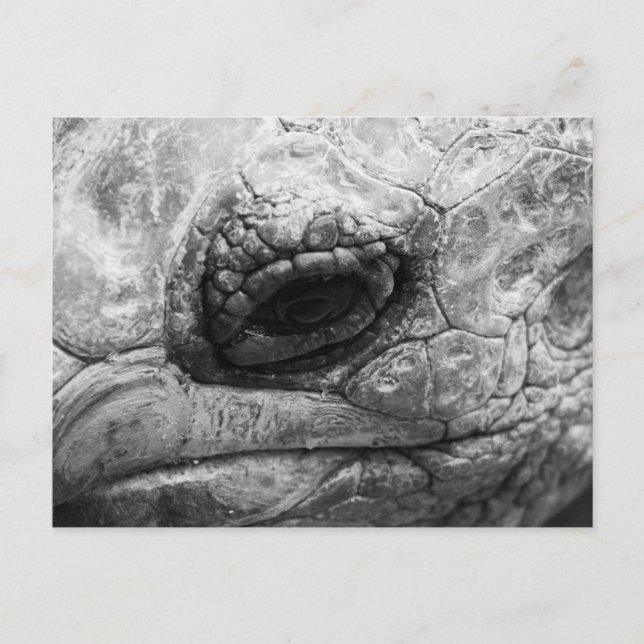 Postal BW Tortoise (Anverso)