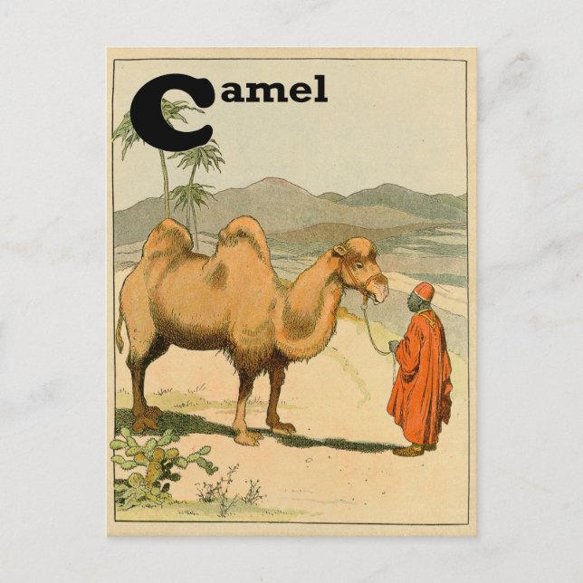 Postal C es para Camel - Alphabet Animal (Anverso)