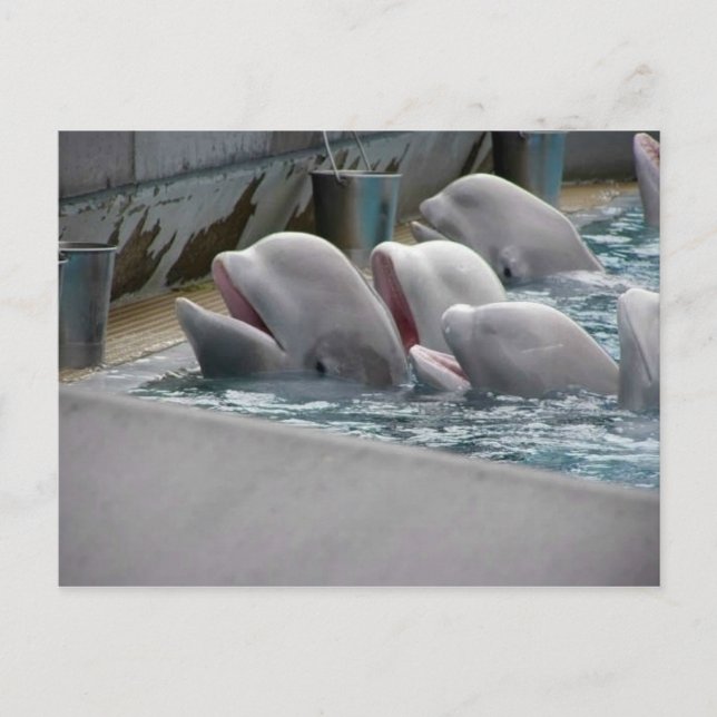 POSTAL CA81WX4Z (Anverso)