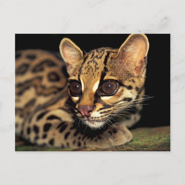 Postal CA, Panamá Central, Soberania NP, Margay 2 (Anverso)
