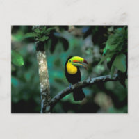 CA, Panamá, NP Soberanía, Tucán Pico Canoa