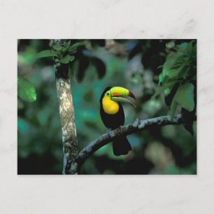 Postal CA, Panamá, NP Soberanía, Tucán Pico Canoa