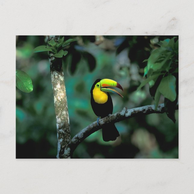 Postal CA, Panamá, NP Soberanía, Tucán Pico Canoa (Anverso)