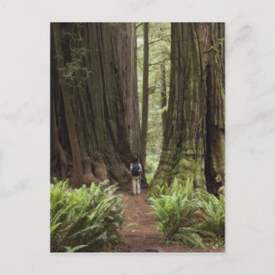 Postal CA, Parque Estatal de Redwoods Jedediah Smith,