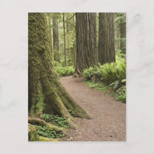 Postal CA, Parque Estatal Jedediah Smith, Simpson-Reed