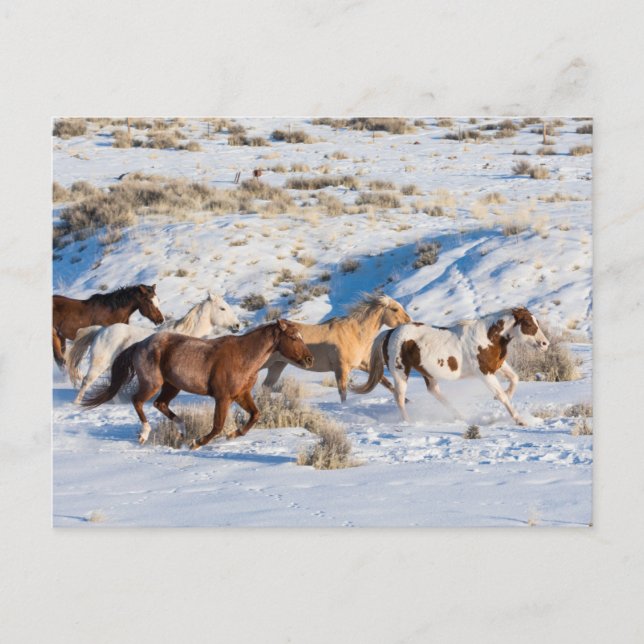 Postal Cabalgata en invierno en Hideout Ranch (Anverso)