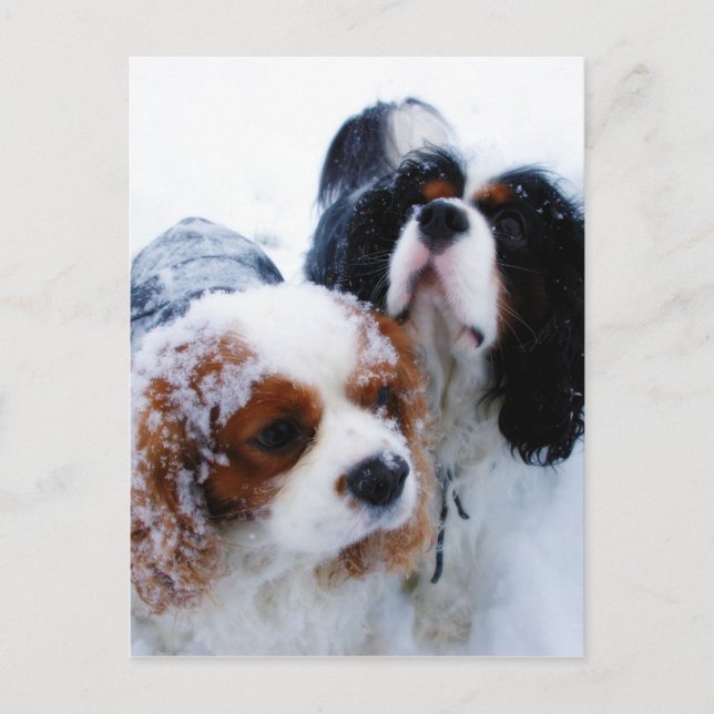 Postal Caballeros en la nieve (Anverso)