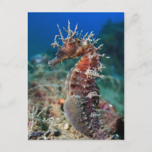 Postal Caballito d emar   Hippocampus Ramulosus