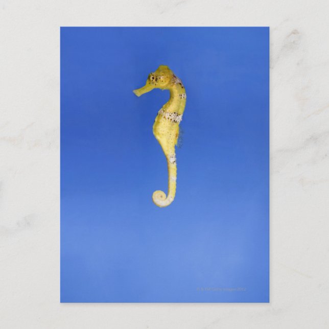 Postal Caballito de mar (Anverso)