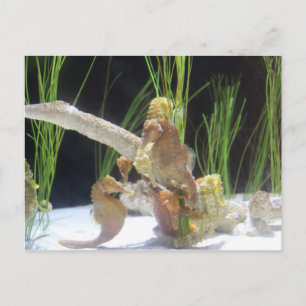 Postal Caballito de mar hocicudo # 3