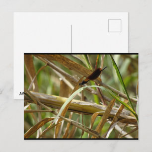 Postal Caballito del diablo entre el bambú