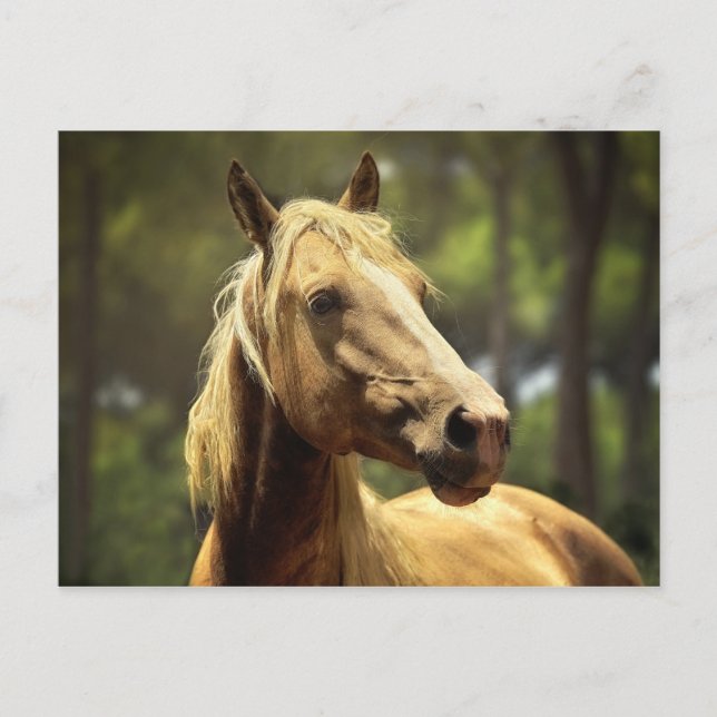 Postal caballo (Anverso)