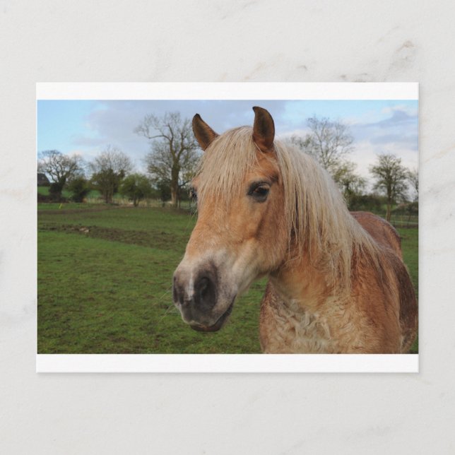 Postal Caballo (Anverso)