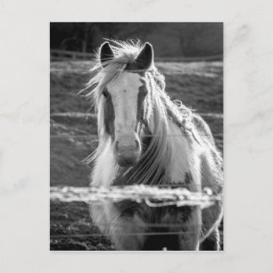 Postal Caballo