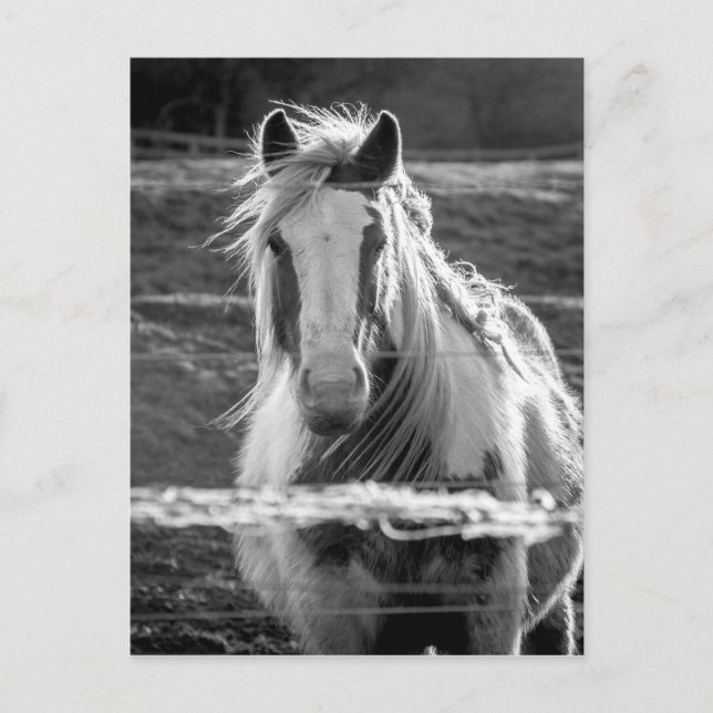 Postal Caballo (Anverso)