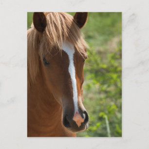 Postal Caballo