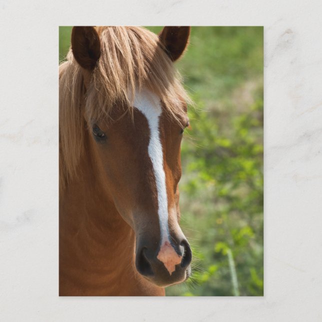 Postal Caballo (Anverso)