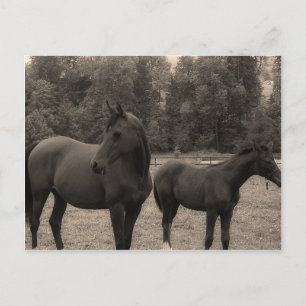 Postal caballo