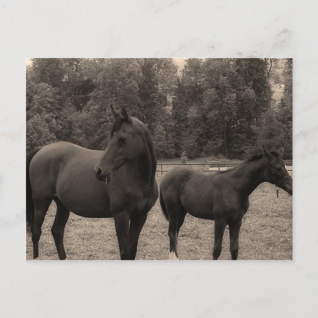 Postal caballo (Anverso)