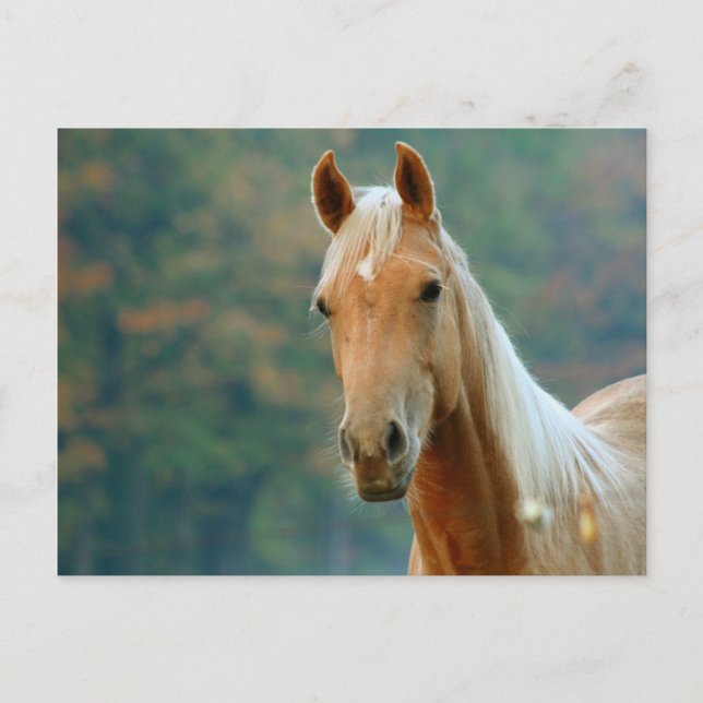 Postal Caballo (Anverso)