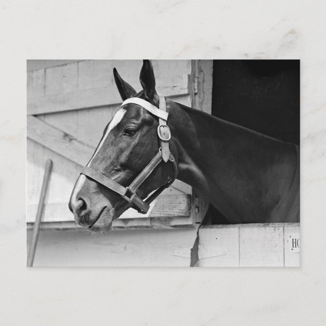 Postal Caballo (Anverso)