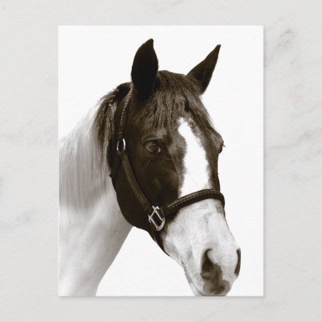 Postal Caballo (Anverso)