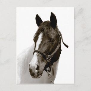 Postal Caballo