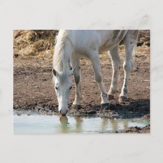 Postal Caballo (Anverso)