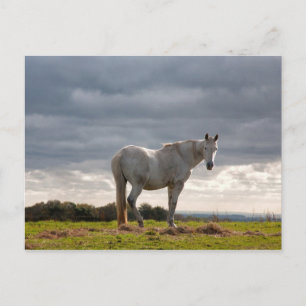 Postal Caballo
