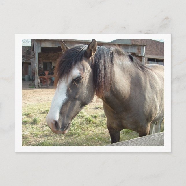 Postal caballo (Anverso)