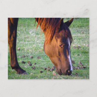 Postal Caballo