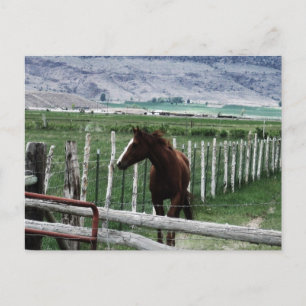 Postal Caballo