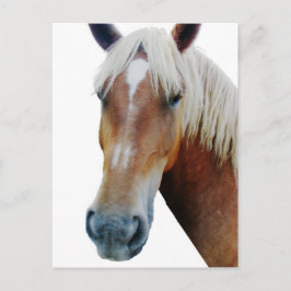 Postal Caballo