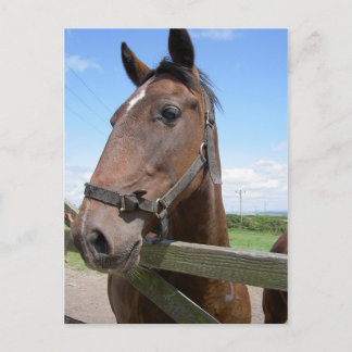 Postal Caballo