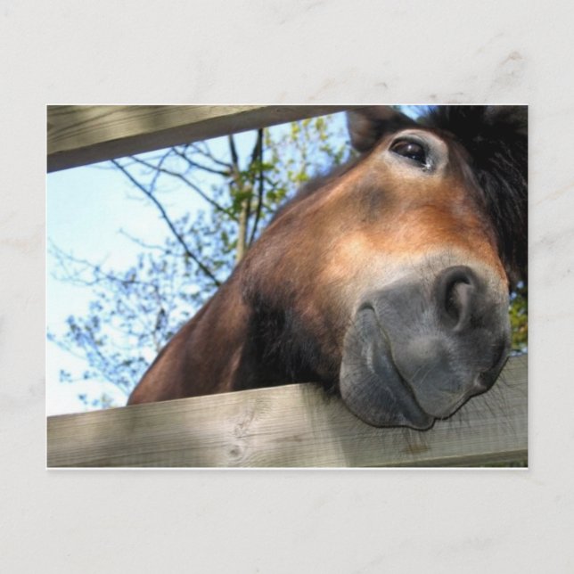 Postal Caballo (Anverso)