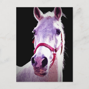 Postal Caballo
