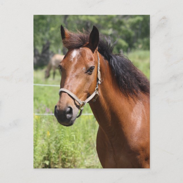 Postal Caballo (Anverso)