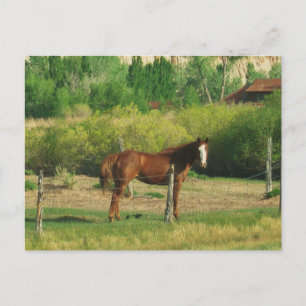 Postal Caballo