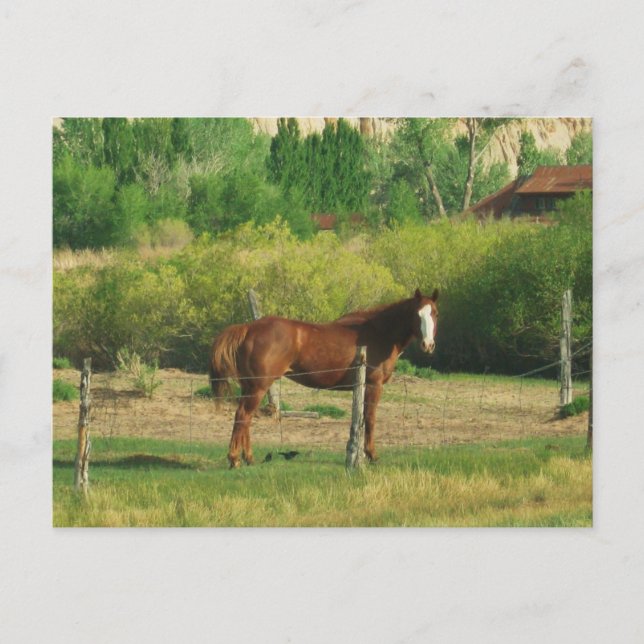 Postal Caballo (Anverso)