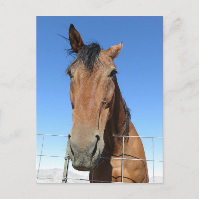 Postal Caballo (Anverso)