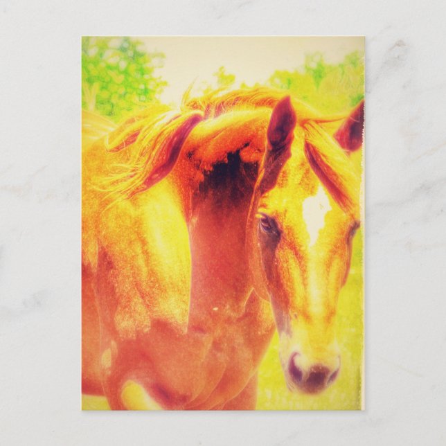 Postal Caballo (Anverso)