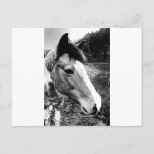 Postal Caballo