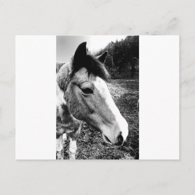 Postal Caballo (Anverso)