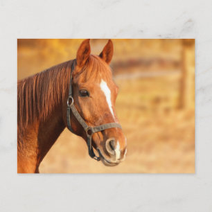 Postal Caballo