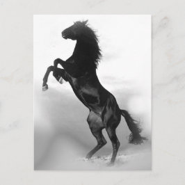 Postal Caballo