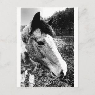 Postal Caballo